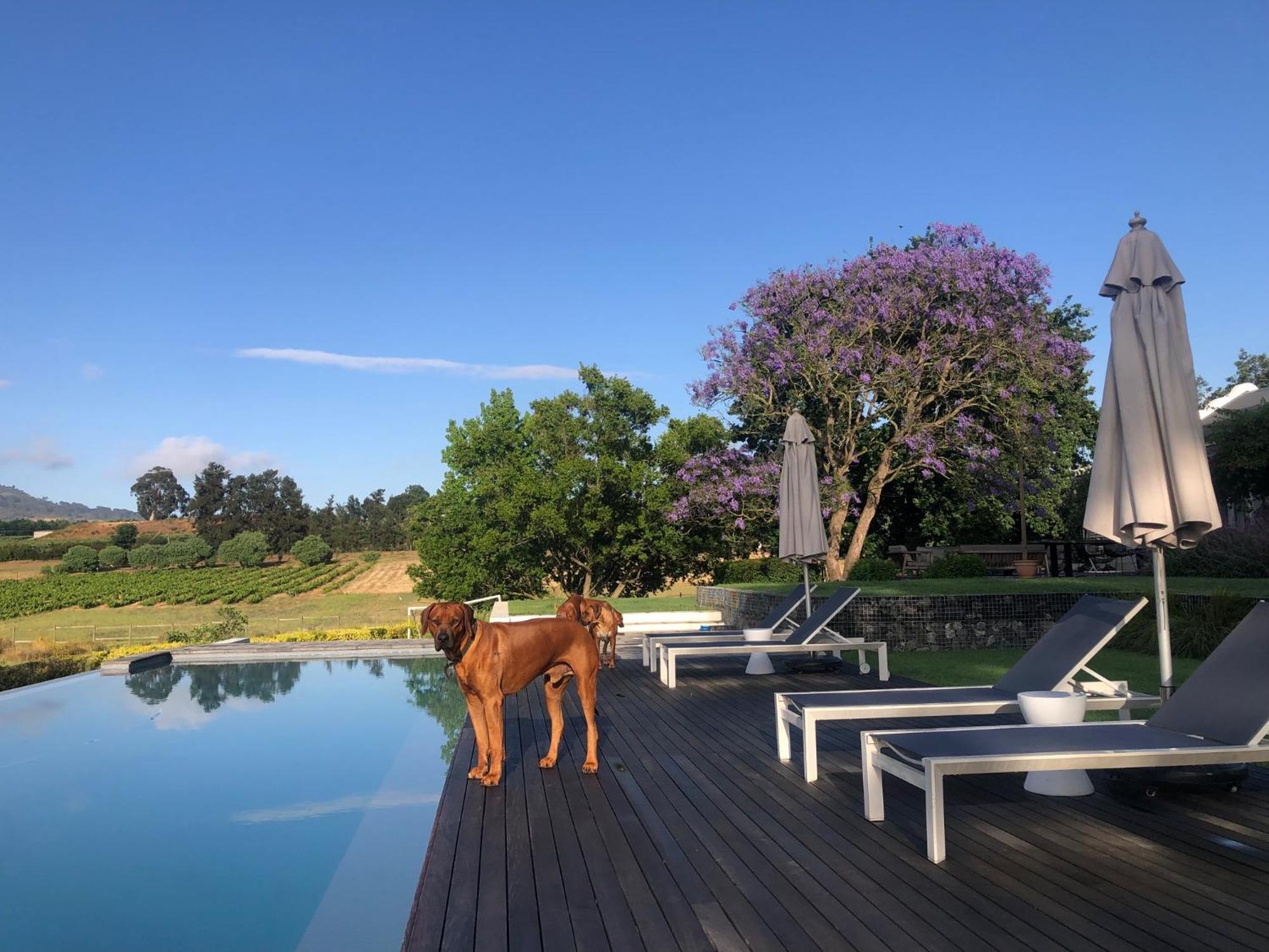 Tempel Wines Hotel Paarl Exterior foto